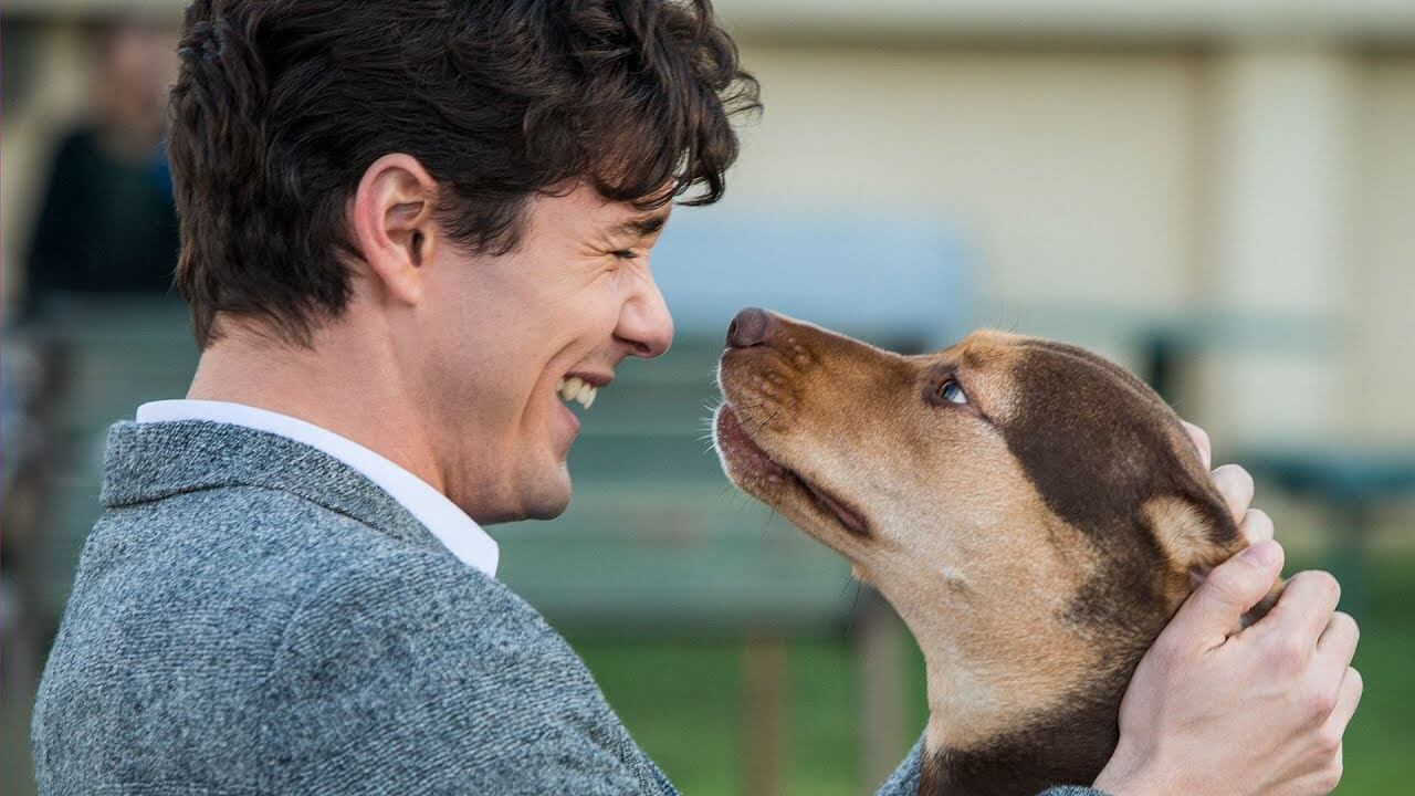 a dog's way home premiere